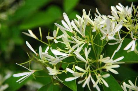 夜来香|夜来香（夹竹桃科夜来香属植物）